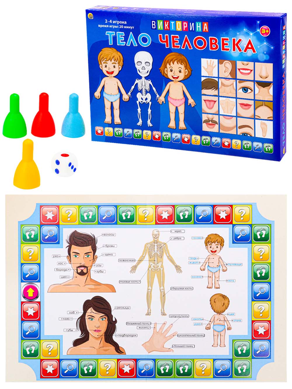 Игра викторина "тело человека" 3+