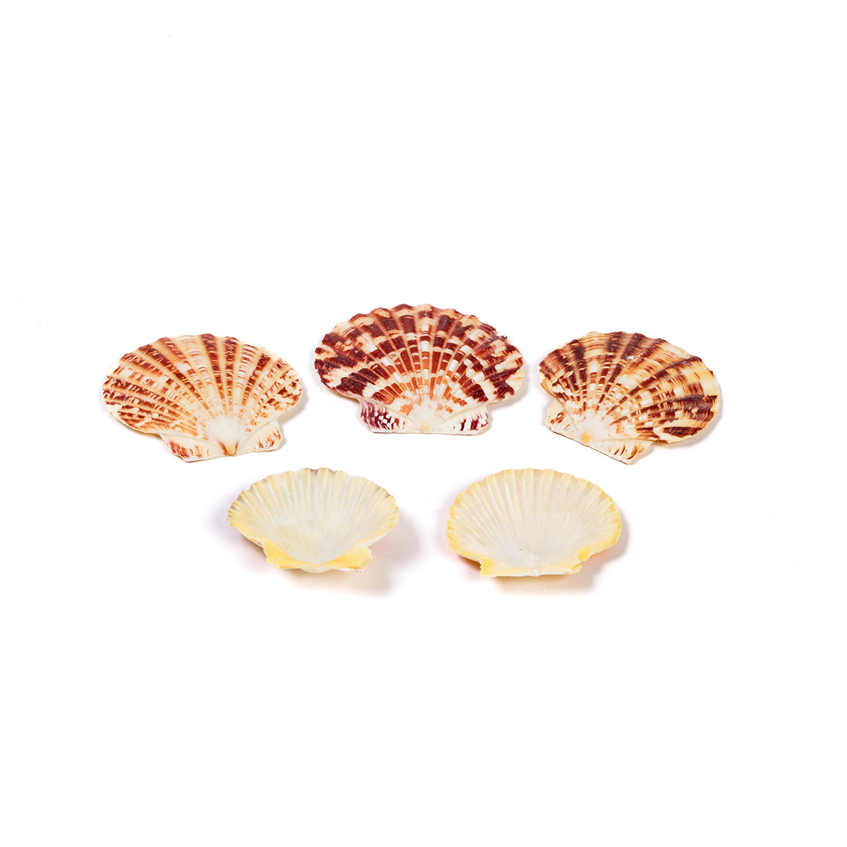Набор ракушек "pecten lentigious (untrimmed)" 5,7см 5шт