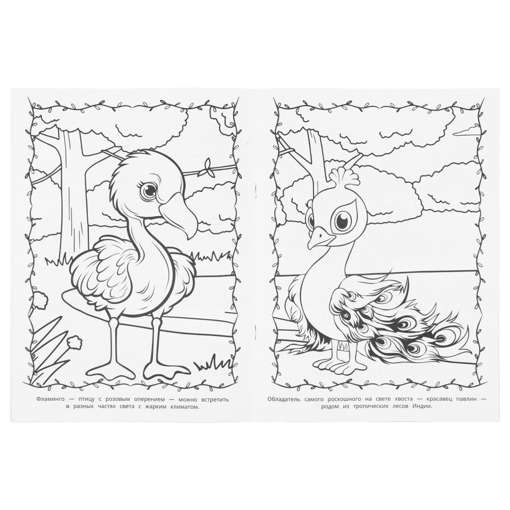 Раскраска "животные жарких стран" а4 (умка)