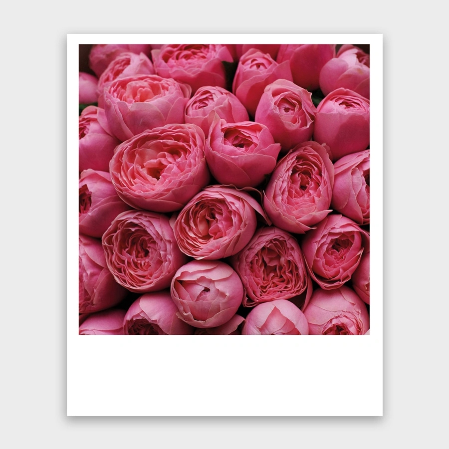 Открытка мини 9х11см "пионовидные розы!"