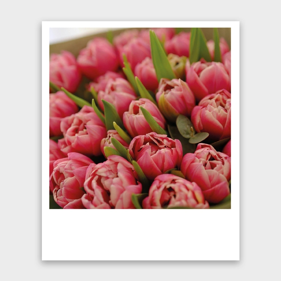 Открытка мини 9х11см "тюльпаны"