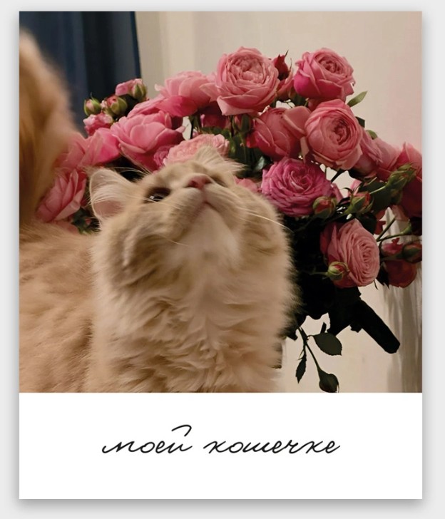 открытка мини 9х11см "моей кошечке" Открытка мини 9х11см "моей кошечке"